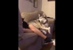 Owner Pets His Cat, But Then The Jealous Dog Throws Epic Temper Tantrum