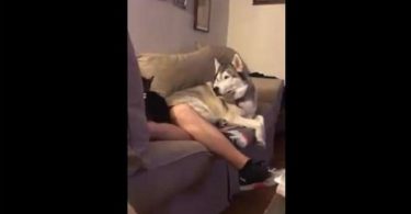 Owner Pets His Cat, But Then The Jealous Dog Throws Epic Temper Tantrum