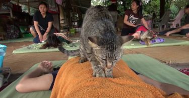 Rescue Cat Gives Massage To Human