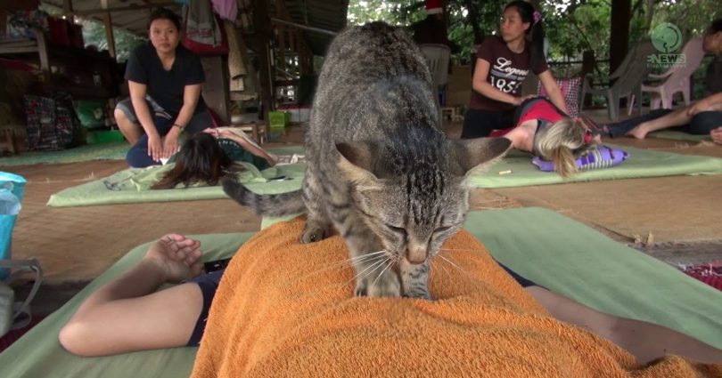 Rescue Cat Gives Massage To Human
