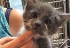 Rescue Kitten Desperately Wanted To Leave Shelter Began Begging Woman To Adopt Her
