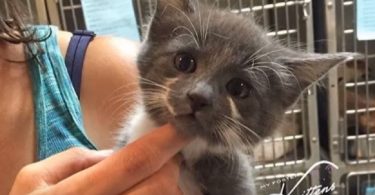 Rescue Kitten Desperately Wanted To Leave Shelter Began Begging Woman To Adopt Her