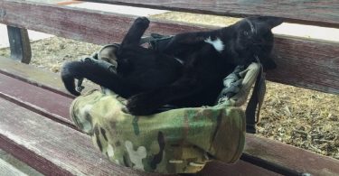 Stray Kitty Fall Asleep In The Soldier Combat Helmet And Claimed Him As His Forever Daddy