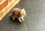 This Abandoned Kitten Couldn’t Walk And Covered In Ants, Needed A Miracle To Survive
