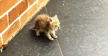 This Abandoned Kitten Couldn’t Walk And Covered In Ants, Needed A Miracle To Survive