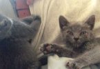 Tiny Kitten Cries When Human Stops Petting Him
