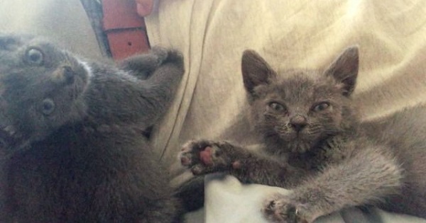 Tiny Kitten Cries When Human Stops Petting Him