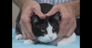 Vet Advice How To Pick Up Your Cat Like a Pro