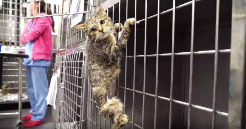 Vets Amputated Cat`s Leg, But Then He Made Something Epic