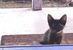 Woman Opens The Door And When She Looks Down She Found A Stray Kitten Waiting For Her