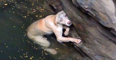 Drowning Dog Desperately Fighting For Her Life, But Watch When She Sees The Rescuers