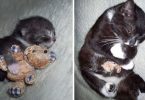 10 Before And After Photos of Kitties Growing Up With Their Favorite Cat Toys