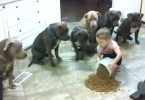 4 Year Old Little Girl Feeding And Controlling Six Big Pitbulls