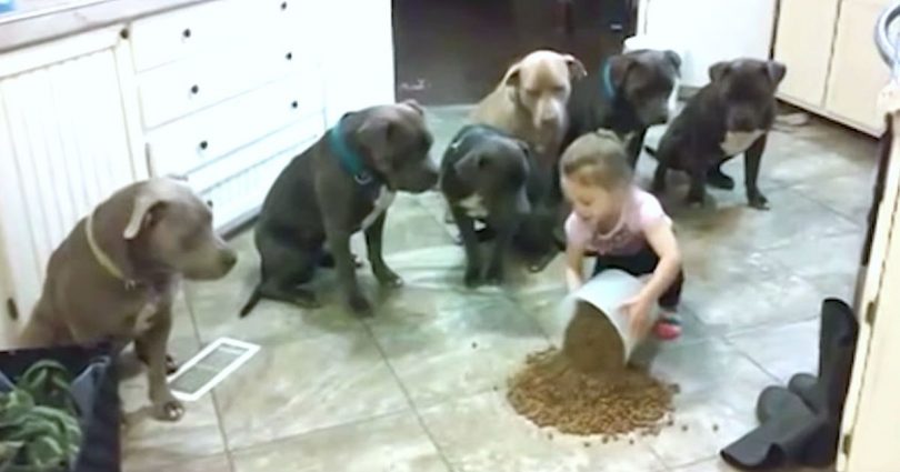 4 Year Old Little Girl Feeding And Controlling Six Big Pitbulls