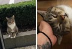 A Neighbor Cat Politely Waits In Front Door Every Day To Cuddle With His Best Friend