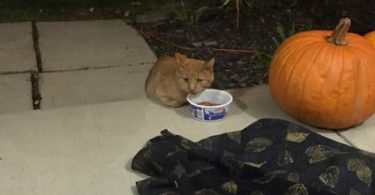 A Stray Cat Appeared On Doorstep, And Kept Hiding His Paws Until Everyone Found Out Why