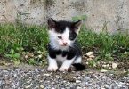 Abandoned And Alone Kitten Standing In The Middle Of Crossroad Rescued By Kind Man