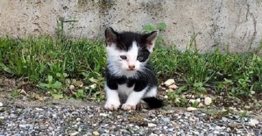 Abandoned And Alone Kitten Standing In The Middle Of Crossroad Rescued By Kind Man