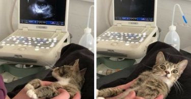 Cat Gives Priceless Reaction When She Found Out She Is Having Babies
