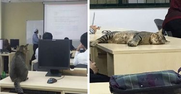 Cat Joined a Class, And Immediately Fell Asleep Because of The Boring Lecture
