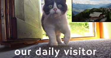 Couple Moved Into Mountain House, But Then Very Shy Kitten Started Visiting Them Everyday - Copy