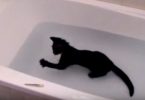 Crazy Black Kitten Loves Water So Much!