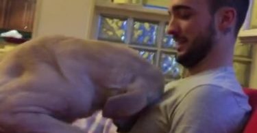 Cute Puppy Apologizes To His Owner - Desperately Asking For Forgiveness