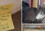 Everyone Was Told To Leave Alone This Lonely Cat For a Reason