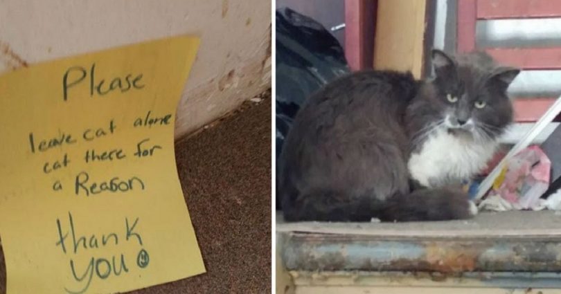 Everyone Was Told To Leave Alone This Lonely Cat For a Reason