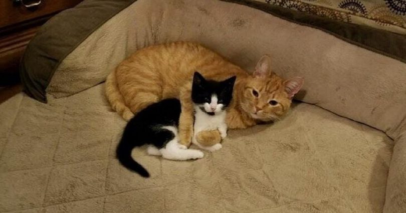 Family Was Planning To Foster This Kitten, But Their Cat Decided To Keep The Kitten