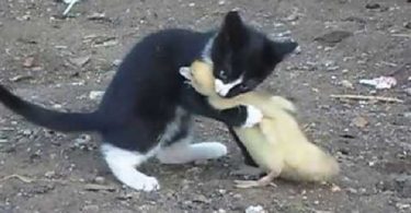 Kitten Has The Cutest “Fight“ With Baby Duck. Now Watch Till The End