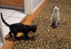 Kitten Has The Funniest Reaction When He Hears Some Noise, And Even Confuses His Friend