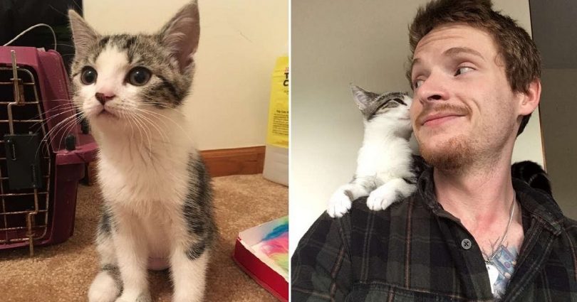 Man Didn’t Want To Adopt Because He Isn't A Cat Person But The Kitty Changed His Mind