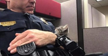 Police Officer Finds Stray Kitten Under Streetlamp And The Kitten Chooses Him As New Dad
