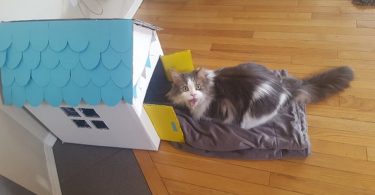Rescue Kitty Has The Cutest Reaction When His Mommy Made His Own Cardboard Playhouse