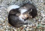 Rescuers Noticed 2 Kittens Wrapped Around Their Sick Sister To Keep Her Warm