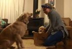 She Brings A New Puppy Home, But The Older’s Dog Reaction Will Melt Your Heart
