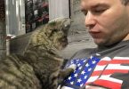 Stray Kitten Appears In Front Of Man And Put Her Paw To Chooses Her New Dad