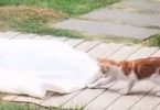 Stray Kitten Comes Uninvited To The Wedding and Starts Following The Bride