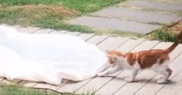 Stray Kitten Comes Uninvited To The Wedding and Starts Following The Bride