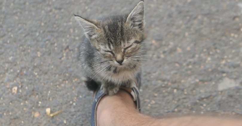 Stray Kitten Living On The Streets Approaches Man And Falls Asleep On His Sneakers