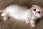 This Cute Baby Munchkin Kitten Will Definitely Melt Your Heart