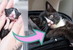 Tiniest Kitten Rescued When He Was Only 4-Hours-Old, Grows Up In a Gorgeous Cat!