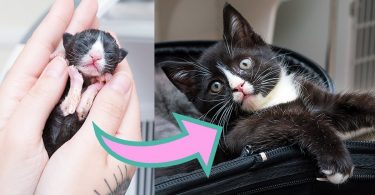 Tiniest Kitten Rescued When He Was Only 4-Hours-Old, Grows Up In a Gorgeous Cat!