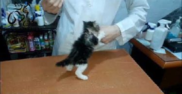 Tiny Angry Kitten At Vet Clinic