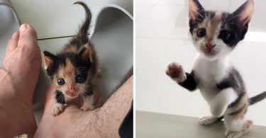 Very Tiny Kitten Rejected By Mommy Got a Second Chance in Life