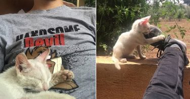 A Man Falls Asleep Outside, Wakes Up With A Stray Kitten Napping On His Lap
