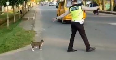 A Policeman Stops A Busy Traffic To Help a Cat To Cross The Road