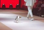 Cat Breaks Famous Fashion Show And Teaches Models How To Walk The Real Catwalk
