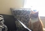 Cat Won’t Stop Staring At His New Mom After Giving Adopting Him